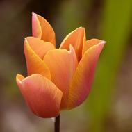 orange Tulip Flower macro view