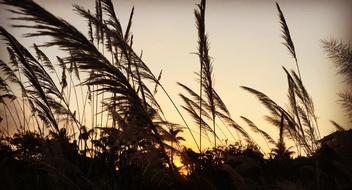 scenic view of reed at Twilight Sunset