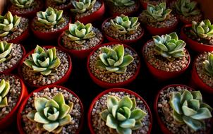 Succulent Plant Green