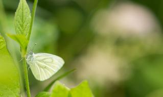 fabulous White Butterfly Macro