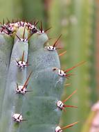 Cereus Cactus Plant green