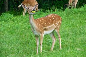 cute deer eating