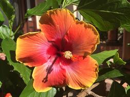 Red Hibiscus