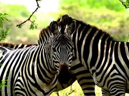 striped zebras on safari