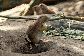 Zoo LÃ¼neburg Heath