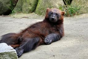 photo of a lying bear in the reserve Luneburg Heath, Germany