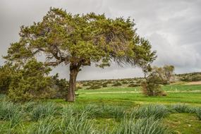 Tree Meadow Landscape