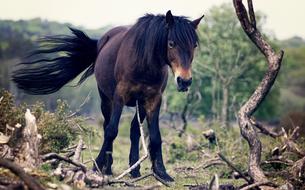 Horse Landscape