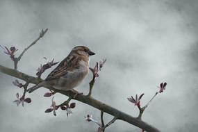 stunningly beautiful bird sparrow