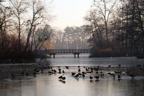 flock of ducks swims in a pond in Poznan, Poland