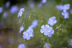 Flower Blue Summer