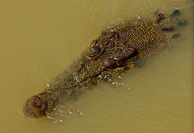 wild crocodile swimming in the water