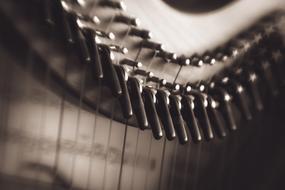 Harp macro photo