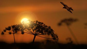 closeup photo of the plant at the sunset