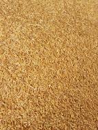 dry rice grains harvest