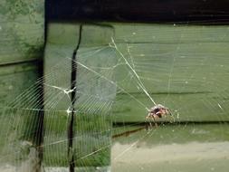 a wild spider on web by the house