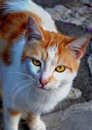 red white Cat Looking straight