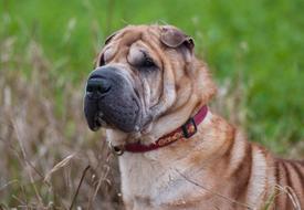 photo of sharpei with a burgundy collar