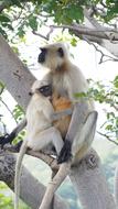 long-tailed monkey with a cub on a tree