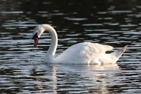 impressively beautiful Swan Bird