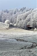 cold winter forest