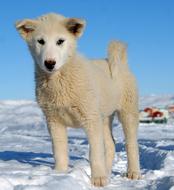 white puppy greenland dog in the snow