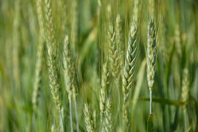green spike wheat