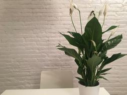 Plant Peace Lily Inside