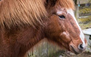 fluffy farm horse