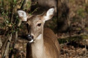 Whitetail Deer