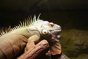 reptile is basking under a lamp in a terrarium