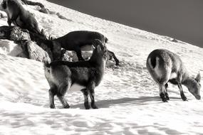 Mountains Mountain Goats Slovenia