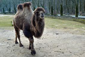 brown fluffy camel with two humps at the zoo