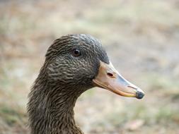 Duck Female Mallard