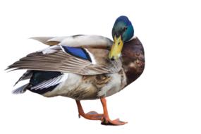 duck mallard as a drawing