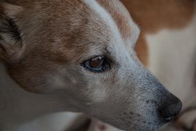 fabulous Dog Jack Russel Terrier