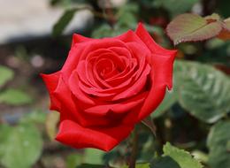 Red Rose Flower blooming in garden