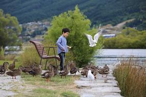 child boy feeding birds on waterside, new zealand, queenstown