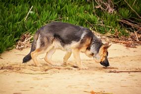 German shepherd sniffs the sand