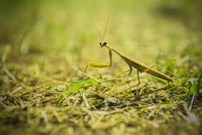 impressively beautiful Praying Mantis Insect