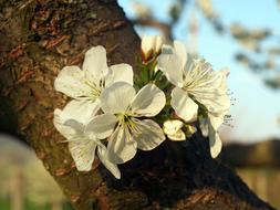 Flower Wood Cherry Tree Flowering