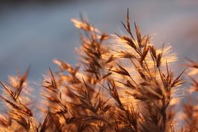 Grass Sun Nature