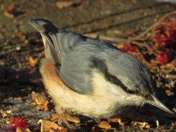 goodly Bird Nuthatch