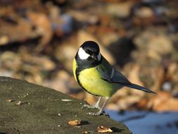 yellow bird in the autumn forest