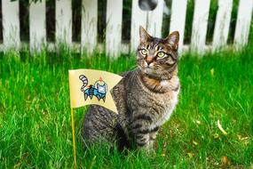 Cat with flag