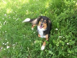 top view of a pet dog on the grass