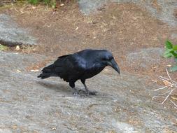 Raven Bird Rock stone