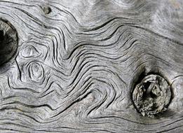 macro photo of knots on a tree