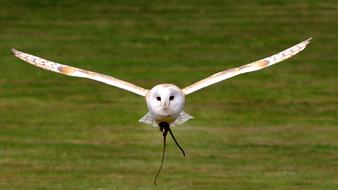 Barn Owl Flying above meadow