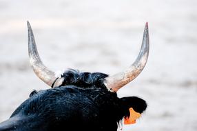 Bull Camargue Race